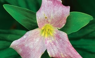 Trillium Grandiflorum, White Trillium
Cheekwood Botanical Garden and Museum of Art
Nashville, TN