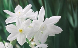 Ziva Paperwhite Flower, White Flowers
Shutterstock.com
New York, NY