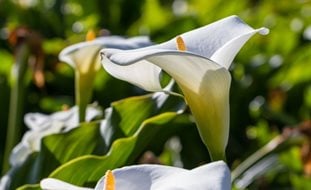 Zantedeschia Aethiopica
Ornamental Grasses in Pots
Garden Design
Calimesa, CA