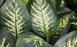 Dieffenbachia 'tropic Snow', Dumb Cane Houseplant
Shutterstock.com
New York, NY