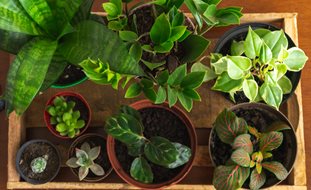Houseplants On Tray
Shutterstock.com
New York, NY