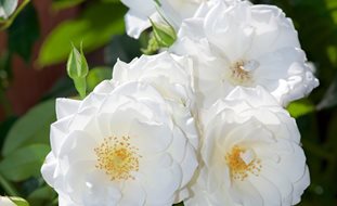 Iceberg Rose, White Flower, Climbing Rose
Shutterstock.com
New York, NY