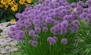 Millenium Allium, Allium Hybrid
Proven Winners
Sycamore, IL