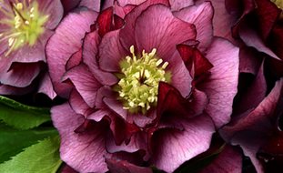 Wedding Party True Love Hellebore, Purple Flower, Shade Flower
Proven Winners
Sycamore, IL