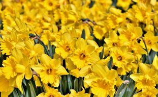 Narcissus, Daffodil, Yellow
Pixabay