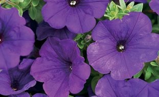 Royal Velvet Supertunia, Purple Flower, Purple Petunia
Proven Winners
Sycamore, IL