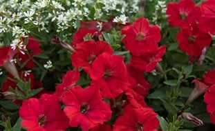 Supertunia Really Red Petunia, Red Petunia Flowers
Proven Winners
Sycamore, IL