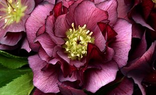 Wedding Party True Love Hellebore, Purple Flower, Shade Flower
Ornamental Grasses in Pots 
Proven Winners
Sycamore, IL