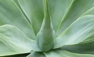 Agave Attenuata, Agave Plant
Pixabay
