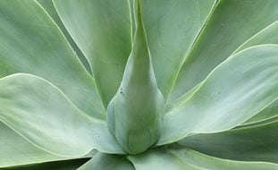 Agave Attenuata, Agave Plant
Pixabay