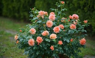 At Last, Rose Shrub, Pink Blooms
Proven Winners
Sycamore, IL