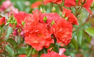 Cinco De Mayo Rose, Orange Flower, Floribunda Rose
Garden Design
Calimesa, CA