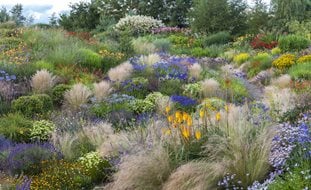 Hillside Garden, Summer Garden
Garden Design
Calimesa, CA