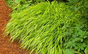Japanese Forest Grass, Hakone Grass, Hakonechloa Macra Aureola 
Janet Loughrey

