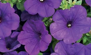 Royal Velvet Supertunia, Purple Flower, Purple Petunia
Proven Winners
Sycamore, IL