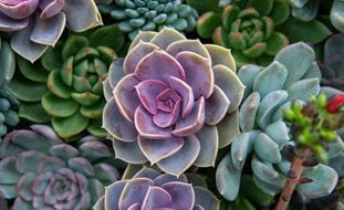 Various Echeveria Succulents
Shutterstock.com
New York, NY