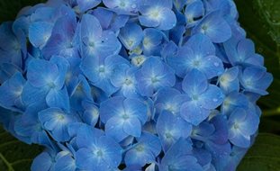 Let's Dance Blue Jangles Hydrangea, Bigleaf Hydrangea, Hydrangea Arborescens, Blue Flower
A Rustic Perennial Paradise
Proven Winners
Sycamore, IL