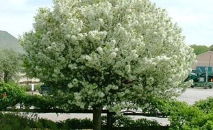 Lollipop Crabapple Tree, Malus 'lollizam', White Flowering Tree
A Rustic Perennial Paradise
Spring Meadow Nursery
Grand Haven, MI
