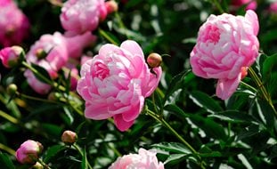 Pink Peony, Paeonia Lactiflora
A Rustic Perennial Paradise
123RF
Chicago, IL