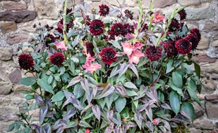 Summer Container Combination, Gladiolus, Dahlia, Cardinal Climber
A Rustic Perennial Paradise
Garden Design
Calimesa, CA