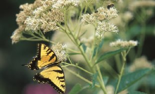 Joe Pye Weed White, Bartered Bride
Ornamental Grasses in Pots
Garden Design
Calimesa, CA