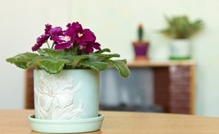 African Violet, Flowering Houseplant
Shutterstock.com
New York, NY