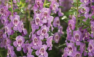 Angelface Steel Blue Angelonia, Angelonia Hybrid, Summer Flower
Proven Winners
Sycamore, IL