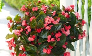 Begonia Surefire Rose, Pink Begonia, Potted Begonia
Proven Winners
Sycamore, IL