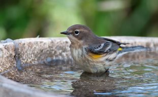 Bird Bath, Bird, Bath
Shutterstock.com
New York, NY