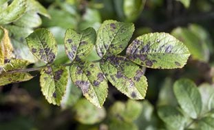 Black Spot Disease, Black Spot On Rose Leaves
Shutterstock.com
New York, NY