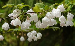 Carolina Silverbell Tree, Halesia Carolina
Shutterstock.com
New York, NY