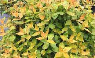 Funshine Abelia, Abelia Grandiflora
Proven Winners
Sycamore, IL