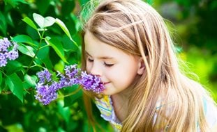 Girl Smelling Lilac Flowers, Fragrant Lilac Flowers
Shutterstock.com
New York, NY