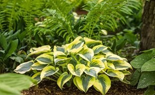 20 Great Shade Plants Flowers for a Lush Shady Oasis Garden Design
