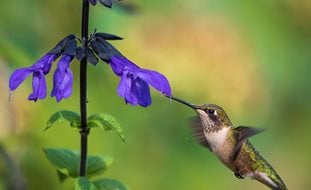 Hummingbird And Salvia Plant, Hummingbird, Salvia Plant
Shutterstock.com
New York, NY