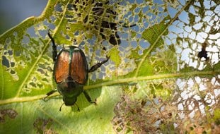 Japanese Beetle, Popillia Japonica, Japanese Beetle Feeding
Shutterstock.com
New York, NY