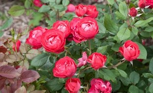 Oso Easy Rose, Rose Of The Year
Proven Winners
Sycamore, IL