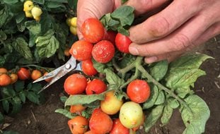 Picking Tomatoes, Goodhearted Tomatoes
Proven Winners
Sycamore, IL