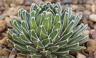 Queen Victoria Agave, Agave Victoriae Reginae
The Ruth Bancroft Garden
Walnut Creek, CA