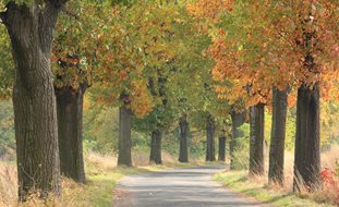Red Oaks, Driveway
Alamy Stock Photo
Brooklyn, NY