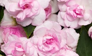 Rockapulco Appleblossom, Impatiens, Impatiens Walleriana
Proven Winners
Sycamore, IL