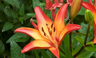 Royal Sunset Asiatic Lily, Lily Flower
Garden Design
Calimesa, CA