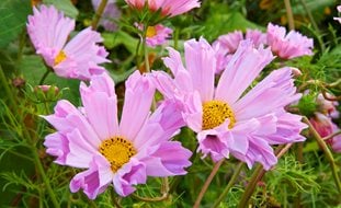 Sea Shells Cosmos, Cosmos Flower, Pink Flower
Garden Design
Calimesa, CA