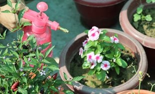 Spraying Plants With Neem Oil, Neem Oil As Pesticide
Shutterstock.com
New York, NY