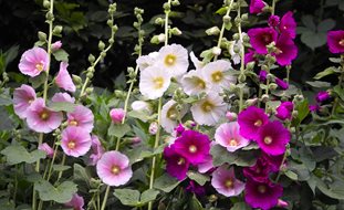 Alcea Rosea, Hollyhock, Pink Flowers
Shutterstock.com
New York, NY