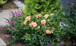 At Last Rosa, Roses In Landscape
Proven Winners
Sycamore, IL