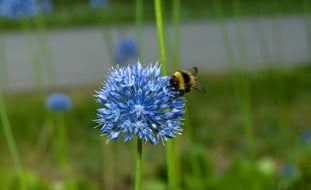 Blue Globe Allium, Blue Flower, Blue Globe Onion
Shutterstock.com
New York, NY