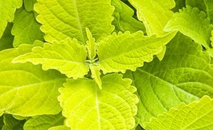 Colorblaze Lime Time Coleus, Electric Lime Coleus, Solenostemon Scutellarioides
Proven Winners
Sycamore, IL