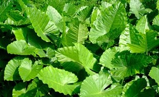 Elephant Ear, Alocasia
Shutterstock.com
New York, NY