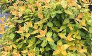 Funshine Abelia, Abelia Grandiflora
Proven Winners
Sycamore, IL